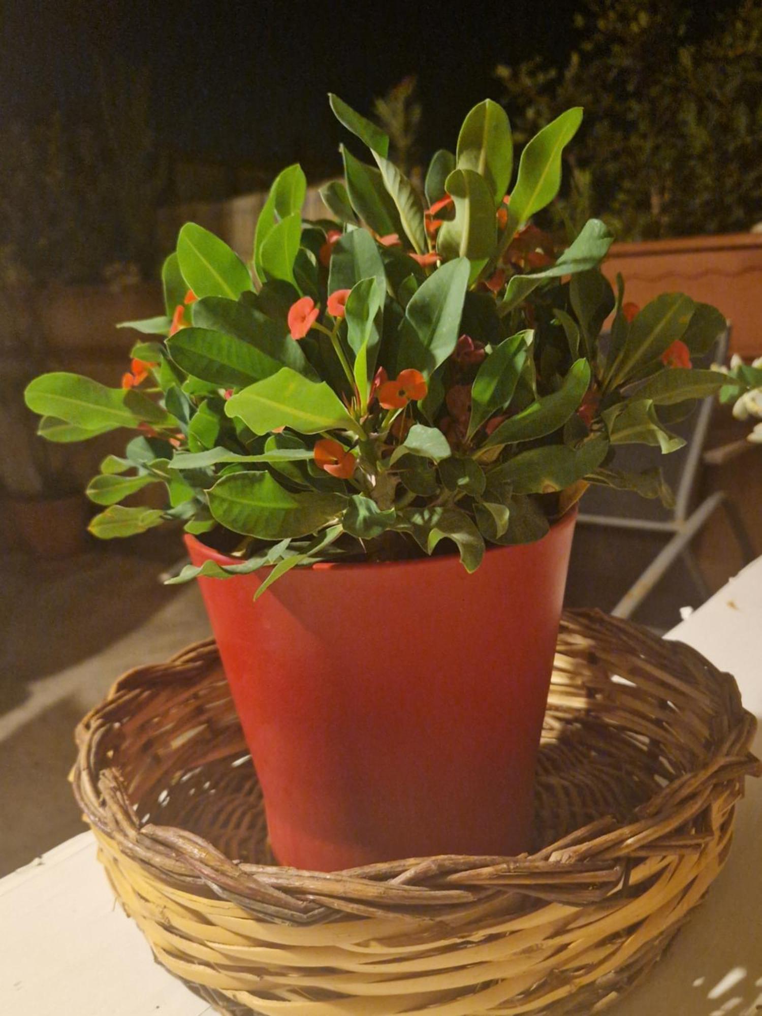 La Casa Di Melina - Home Book & Green Lovely Terrace باكينو المظهر الخارجي الصورة