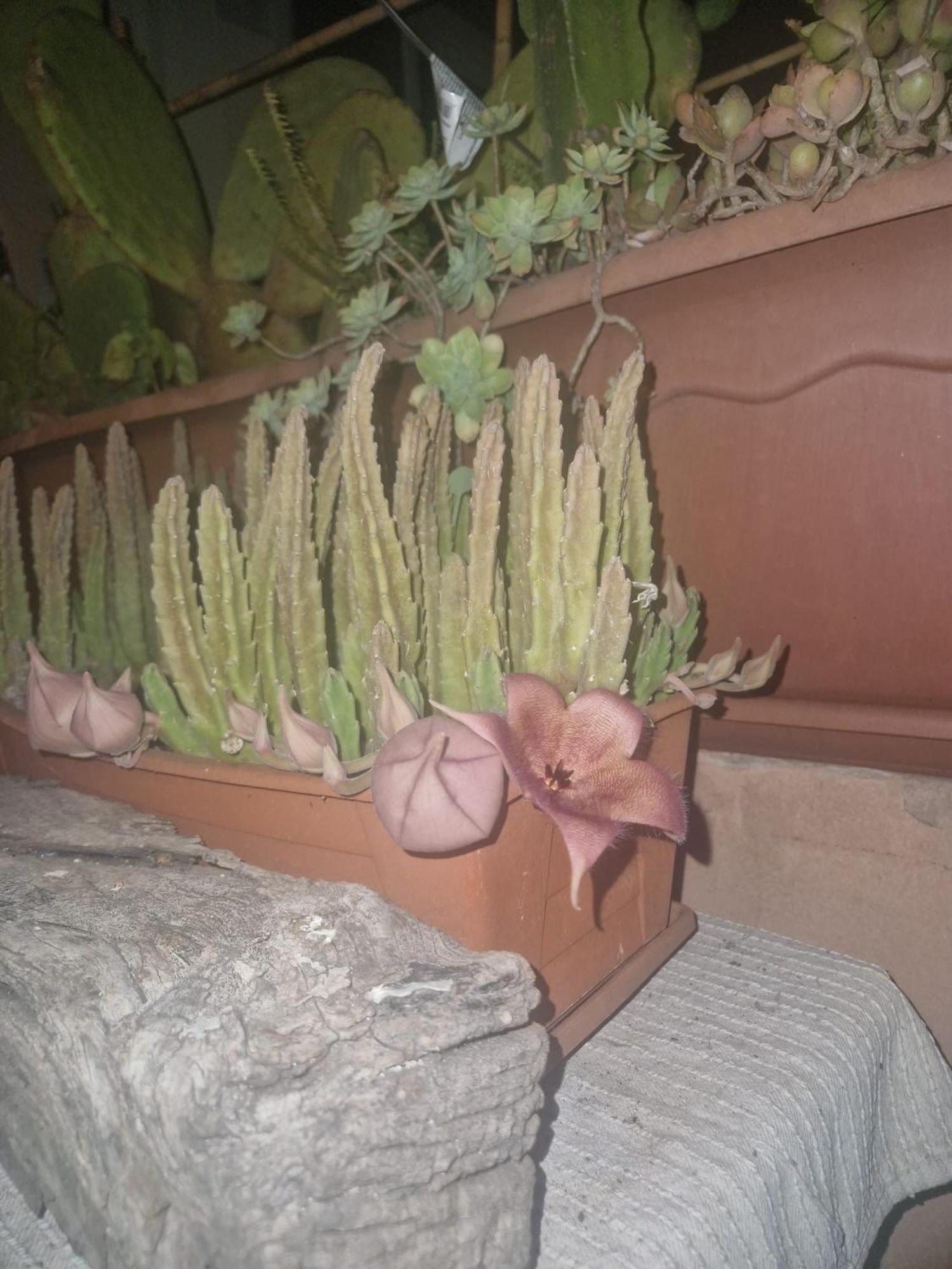 La Casa Di Melina - Home Book & Green Lovely Terrace باكينو المظهر الخارجي الصورة
